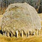 Marsh Hay stacked on a staddle